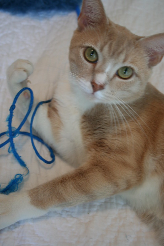 A ginger and white kitten lies looking at the camera with a loop of blue yarn over its front right paw