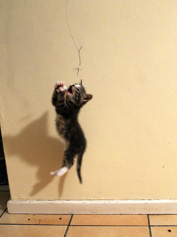 A small grey kitten leaps energetically at a strand of dangling yarn