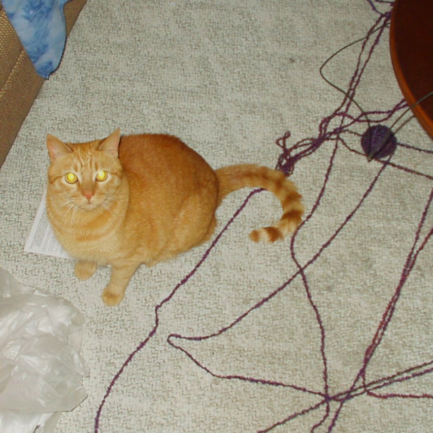 A ginger cat stares at the camera, with yarn spread haphazardly across the floor nearby