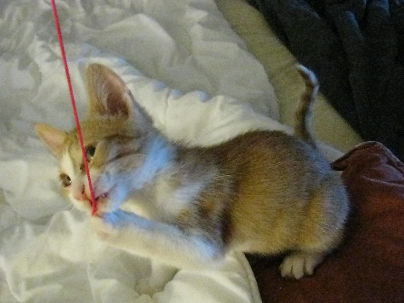 A white and ginger kitten claws and bites at a strand of red yarn