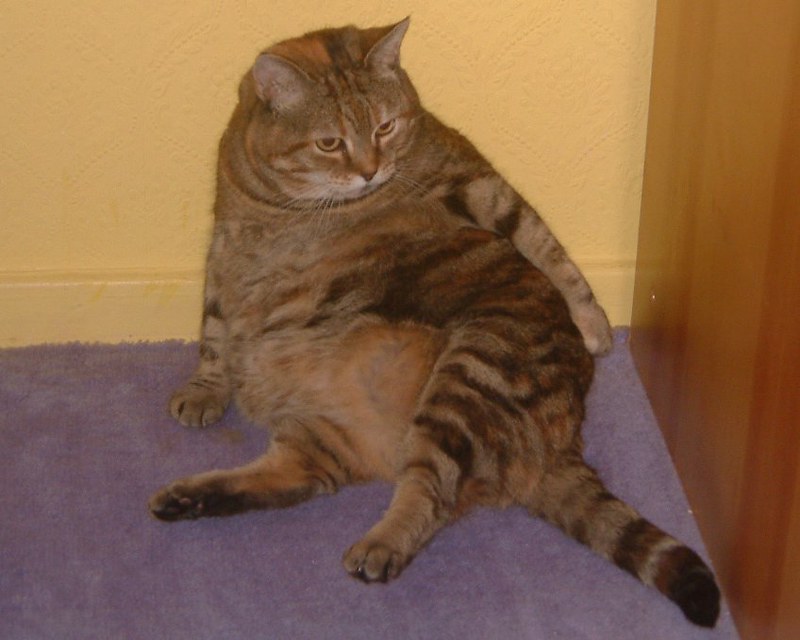 A fat tabby cat sprawls against a wall