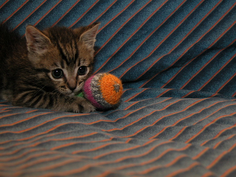 A kitten lies on a bed with a small knitted yarn ball right beside its head