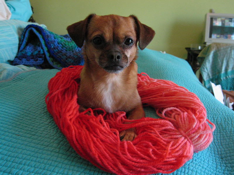 A tiny brown puppy sits in a nest of red yarn and looks directly at the camera