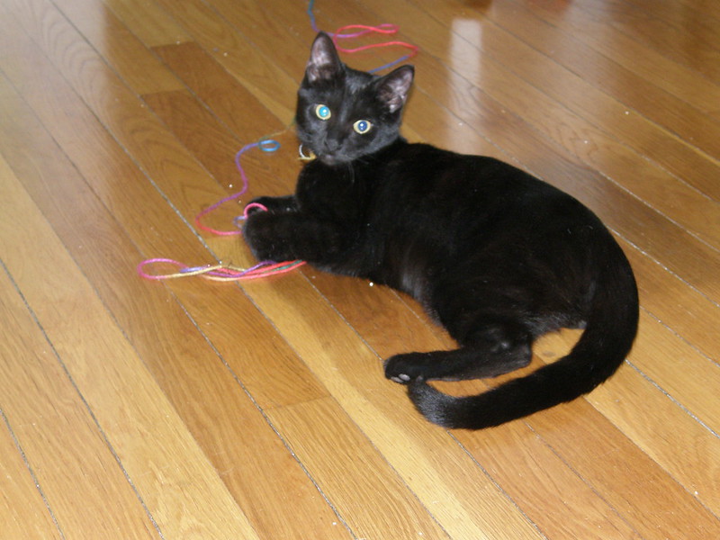 A black cat lies on a wooden floor, a strand of yarn under its front paws