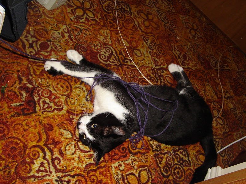 A black and white cat lies on its side an orange carpet, with a tangle of dark yarn across its flank