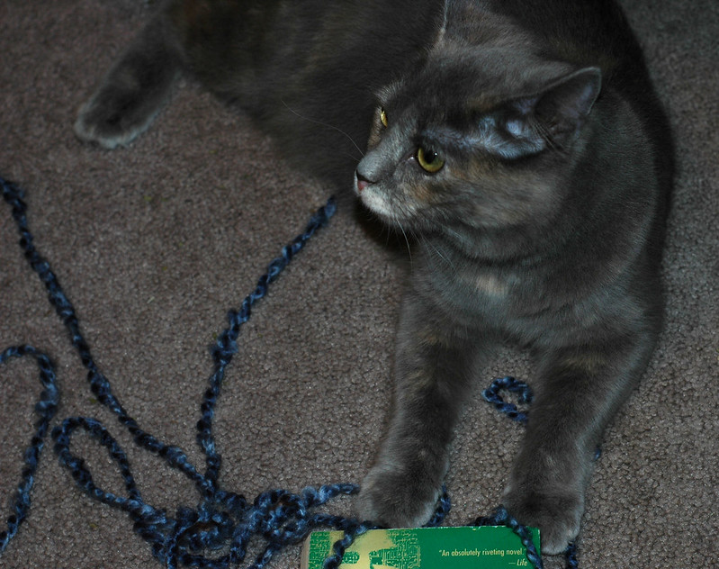 A grey cat lies on grey carpet, with a tangle of dark blue yarn under its front paws